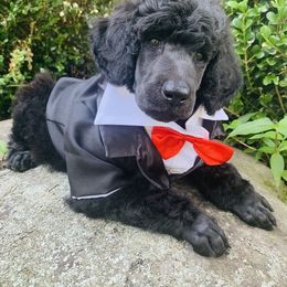 Bernedoodle and Goldendoodle Puppies from Cottrell’s Poodles & Doodles