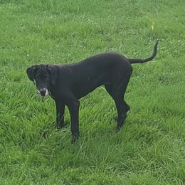 Eileen - Mantle female Great Dane puppy in Walker, Louisiana from La Rebel Danes