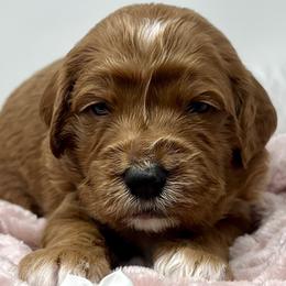Aspen's White Female - Apricot female Goldendoodle puppy in Great Falls, Montana from Montana Goldendoodles