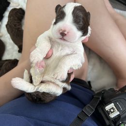 Portuguese Water Dog Puppies from Cornerstones Porties