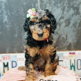 Cotton - Merle female Goldendoodle puppy in Pasco, Washington from Camp Doodle Woods