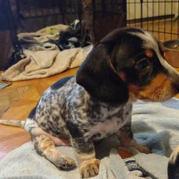 Dachshund and Poodle Puppies from Norman's Mini doxies