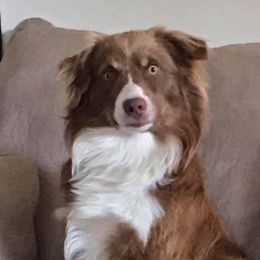 Willie - Miniature Australian Shepherd