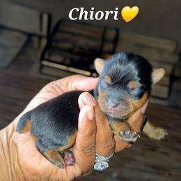 CHIORI - Blue and gold female Yorkshire Terrier puppy in Eastpointe, Michigan from TLC Kennels TenderLittleCuties