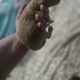 Charlie - Apricot male Goldendoodle puppy in Pleasant Hill, Iowa from Courtney Nicole's Mal Shihs