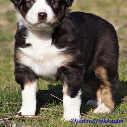 Miniature Australian Shepherd Puppies from Mutton Creek Aussies