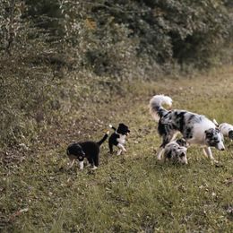 Border Collie Puppies from Zahara Border Collies