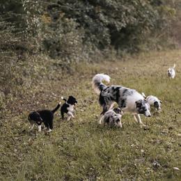 Border Collie Puppies from Zahara Border Collies