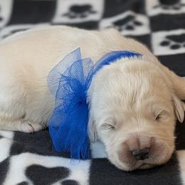 Tanner - Light golden male Golden Retriever puppy in Falcon, Missouri from Edge Farm LLC