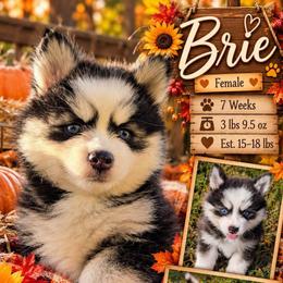 Brie - 2100 - Black and white female Pomsky puppy in Spring Hill, Florida from www.PuppyTimeEmporium.com