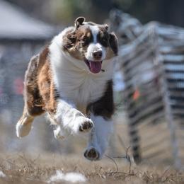 Australian Shepherds from Forestwood Australian Shepherds