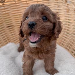 Brownie - Red male Cavapoo puppy in Apache Junction, Arizona from Coffey House Doodles