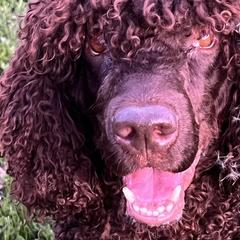 Irish Water Spaniels from Marley Creek Irish Water Spaniels