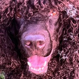 Irish Water Spaniels from Marley Creek Irish Water Spaniels