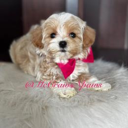 Cavapoo, Maltipoo, and Poodle Puppies from McCraws N Paws