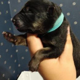 German Shepherd Puppies from Fern Hill Kennel