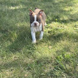 Teddy - Red male Boston Terrier puppy in Spokane Valley, Washington from Saltese Acres Boston Terriers