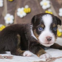 Honey - Red tri male Toy Australian Shepherd puppy in Melbourne, Florida from True Spirited Aussies