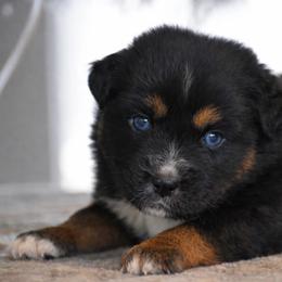 Onyx - Black tri male Miniature Australian Shepherd puppy in Lowgap, North Carolina from Baileys Mini Aussies