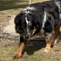 Rowdy - Australian Shepherd