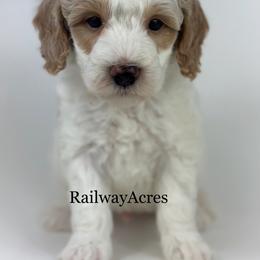 Petey - Parti male Goldendoodle puppy in Milford, Indiana from Railway Acres Kennel