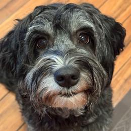Jade - Sheepadoodle