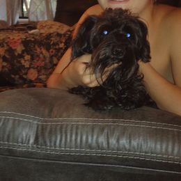 Zoe - Miniature Schnauzer