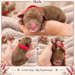 Red - Red male Cavapoo puppy in Thorndale, Texas from Hattie’s Texas Cavapoos