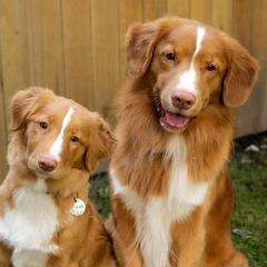 Nova Scotia Duck Tolling Retrievers from Forest Cove Tollers