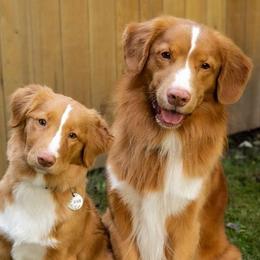 Nova Scotia Duck Tolling Retrievers from Forest Cove Tollers