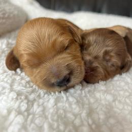 Teddy - Red  male Goldendoodle puppy in Ottawa, Ohio from Simply Beautiful Goldendoodles