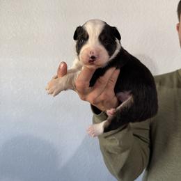 Australian Shepherd Puppies from Bullet & Whiskey’s Pups