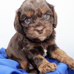Puddles - Chocolate male Cavapoo puppy in Cameron, South Carolina from Sassy Sailor & Company