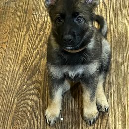 German Shepherd Puppies from High Tide German Shepherds