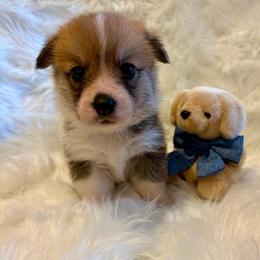 Dino (Red Collar) - Red male Pembroke Welsh Corgi puppy in North Charleston, South Carolina from Corgivilla