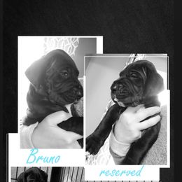 Great Dane Puppies from Gentle Giants of Tennessee Great Danes