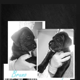 Great Dane Puppies from Gentle Giants of Tennessee Great Danes