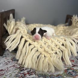 Ariat - Chocolate female Australian Labradoodle puppy in Decatur, Alabama from Southern Meadows Doodles