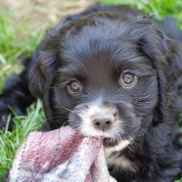 Echo - Black male Cocker Spaniel puppy in Winston Salem, North Carolina from Cocker Cottage
