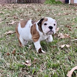 Pancake - Red and white female Bulldog puppy in Ben Lomond, Arkansas from Miesha Carver's Bulldogs