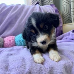 Black tri male - Black tri male Miniature American Shepherd puppy in Connecticut from Novus Kennels