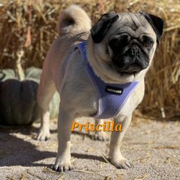 Prissy - Pug