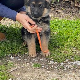 German Shepherd Puppies from von Fenja German Shepherd Dogs