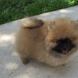 Pomeranians from Whitecliff Poms