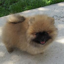 Pomeranians from Whitecliff Poms