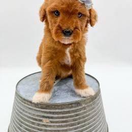 Milk Dud - Red  female Goldendoodle puppy in Sunman, Indiana from Brunsman Country Doodles LLC