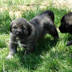 Spanish Mastiff Puppies from Hoof and Fang Spanish Mastiffs