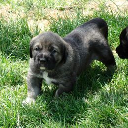 Spanish Mastiff Puppies from Hoof and Fang Spanish Mastiffs