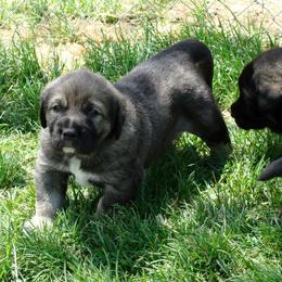 Spanish Mastiff Puppies from Hoof and Fang Spanish Mastiffs