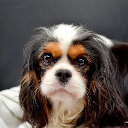 Cavalier King Charles Spaniel Puppies from Cavalier Obsession